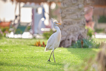 White cattle egret wild bird, also known as Bubulcus ibis, walking on green lawn at hotel yard in summer