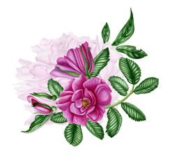 Bouquet with pink peony and wild roses. Flowers, branches and leaves on white background.  Botanical watercolor design element. Hand drawn floral illustration.