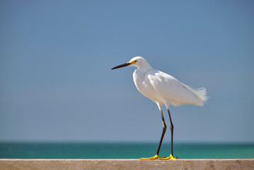 Obraz premium White heron wild sea bird, also known as great egret on seaside in summer