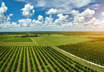 Orange grove in Florida rural farmlands with rows of citrus trees growing on a sunny day