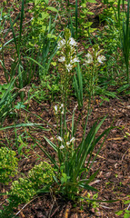 Obraz premium Spring bloom of California white-flowered quamash plant Camassia leichtlinii Alba