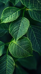 A close-up of vibrant green Bodhi tree leaves, with intricate veins and soft lighting highlighting their natural beauty. Bodhi Day selebration