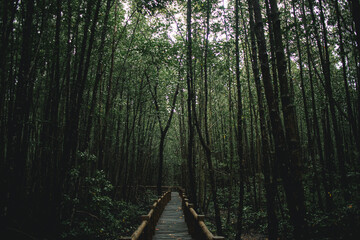 Deep mangrove forest of Mu Ko Chumphon National Park, Thailand.