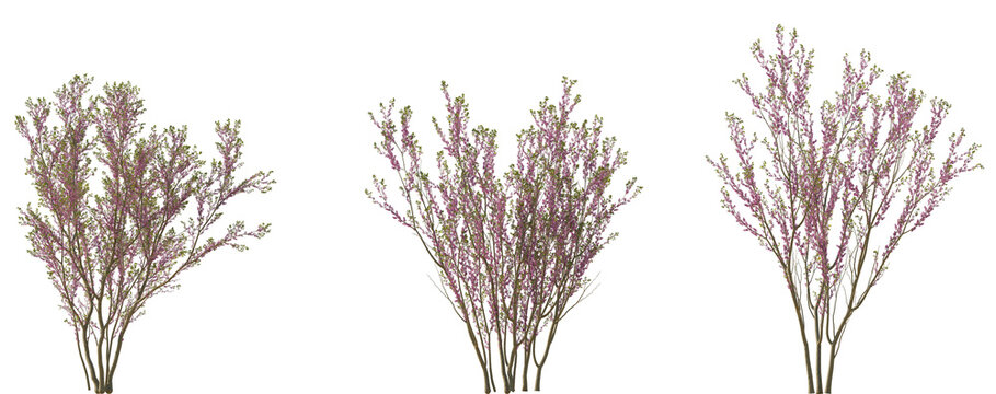 Cercis chinensis (the Chinese redbud) flowering street trees medium and small isolated png on a transparent background perfectly cutout	