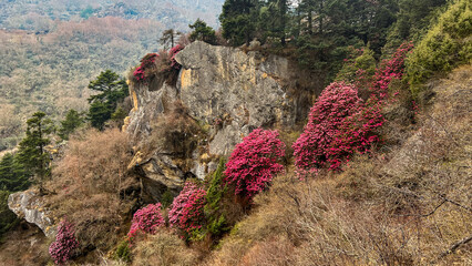 pink Rhododendron flowers in spring in the Himalayas