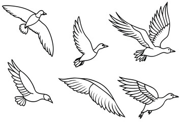 Feathered Flight line art Dynamic Avian Line Art