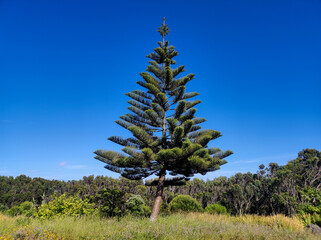 Lone pine tree in a green field under a vibrant blue sky