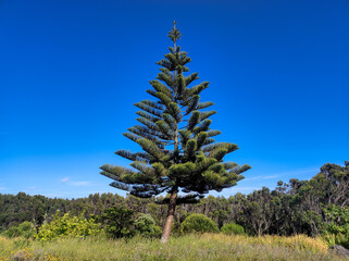 Lone pine tree in a green field under a vibrant blue sky