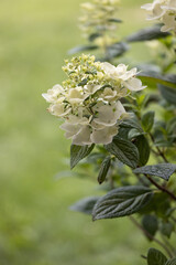 White Diamond's Hydrangea blossoming shrub