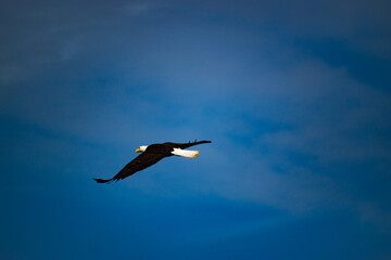 Eagle in flight