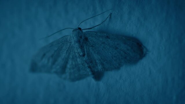 Moth Lands On Wall And Flies Off In Dark Room
