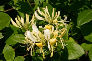 Yellow Honeysuckle flower in focus. Diffuse green leaves background.