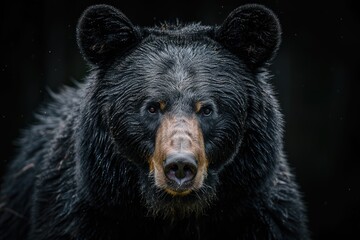 Fototapeta premium Portrait of a black bear against a dark background, highlighting its intense gaze.