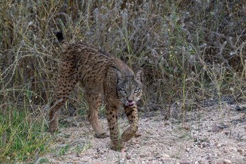 Lince ibérico, Lynx pardinus, Sierra de Andújar, España