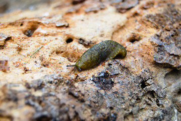 green crawling slug on an old log in a summer forest