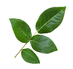 Fototapeta premium Green rose leaf isolated on white background
