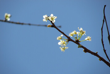 Beautiful flowers of the Cagaiteira tree (Stenocalyx dysentericus) in the cerrado