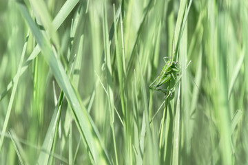 Green Grasshopper In Green Grass