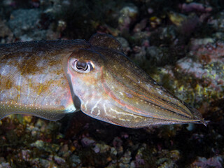 A cuttlefish underwater in the sea (Sepia officinalis, European common cuttlefish), Mediterranean sea, natural scene, Spain