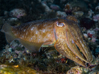 A cuttlefish underwater in the sea (Sepia officinalis, European common cuttlefish), Mediterranean sea, natural scene, Spain
