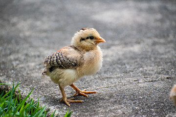 Baby chick