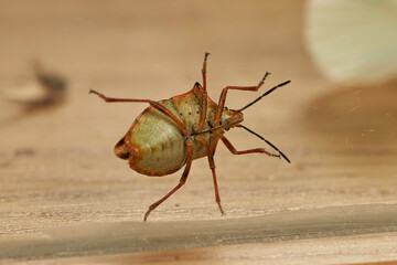 chinche común en un cristal de una ventana 