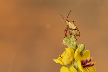 chinche en un arbusto verde