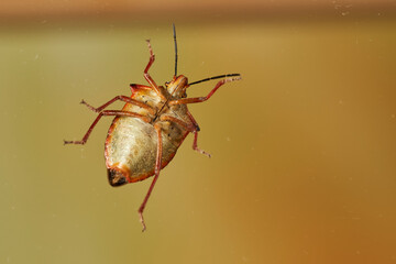 chinche en un arbusto verde