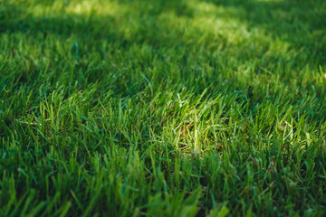 Green grass close-up. Lush cutted lawn with sun spot light. Fresh natural background. Blurred...
