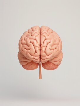 Detailed view of the human brain anatomy, realistic, high detail, neutral background