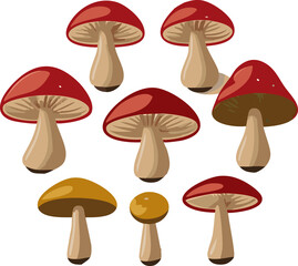Illustration of Diverse Mushroom Species