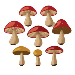 Illustration of Diverse Mushroom Species