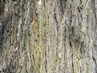 Old wood tree bark  texture background with green moss