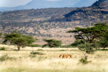 Naklejka premium lion in Samburu national park