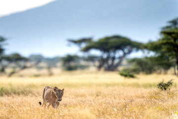 lion in Samburu national park
