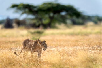 lion in Samburu national park