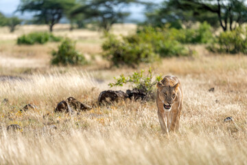 lion in Samburu national park