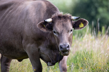 Brown Gaur Gazing in Pasture: A Scene from Rural Farming