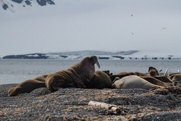 Fototapeta premium Walrus