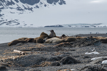 Fototapeta premium Walrus