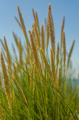 sedge stalks on the beach. High quality photo