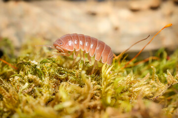 Armadillo officinalis Brown ball isopoda woodlouse. Armadillo officinalis assel exotic animal in the natural background macro photography
