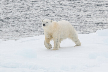 Polar bear on the ice