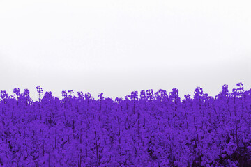 Background with flowers on white and place for text