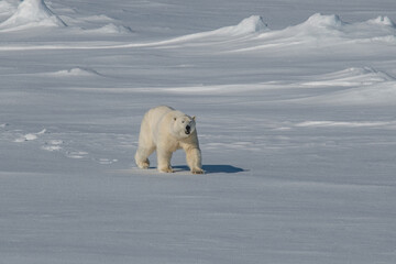 Polar bear on the ice