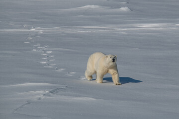 Polar bear on the ice