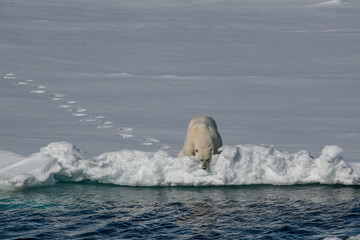 Fototapeta premium Polar bear on the ice