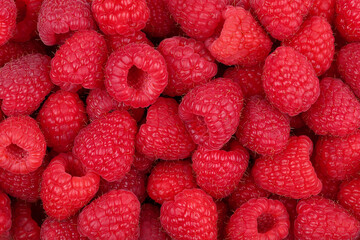 Fresh large raspberries. View from above.

