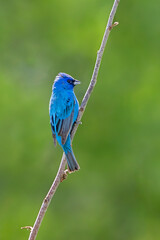 A Profile of an Indigo Bunting on a Branch