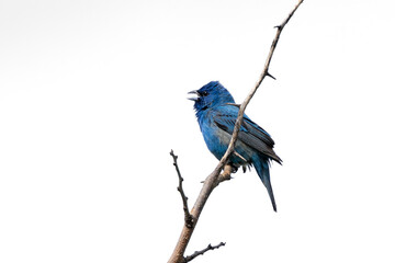 A Indigo Bunting Warbler Sings on Top of a  Thorny Branch, White Background